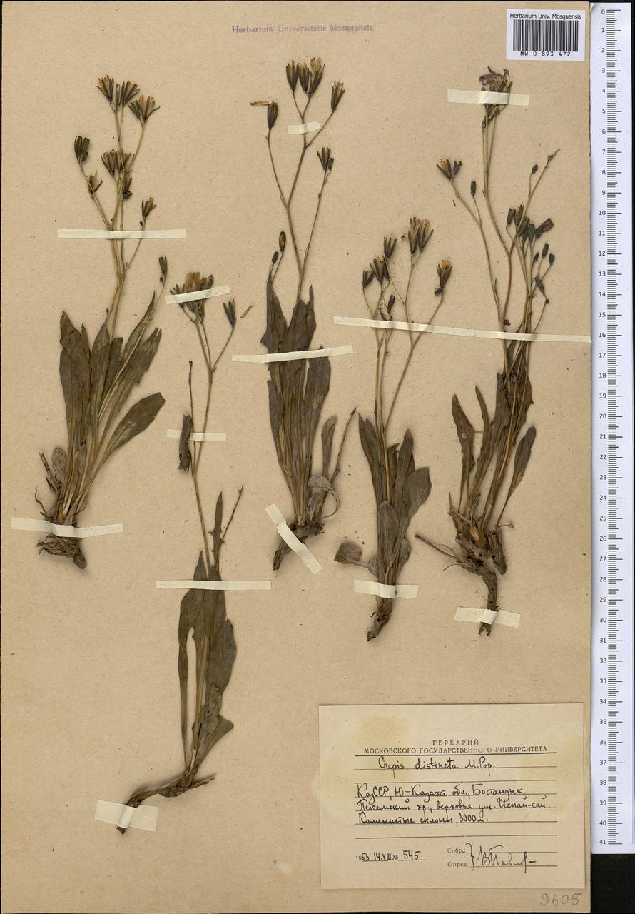 Юнгия зеравшанская (B. Fedtsch.) Babc. & Stebbins, Средняя Азия и Казахстан, Западный Тянь-Шань и Каратау (M3) (Узбекистан)