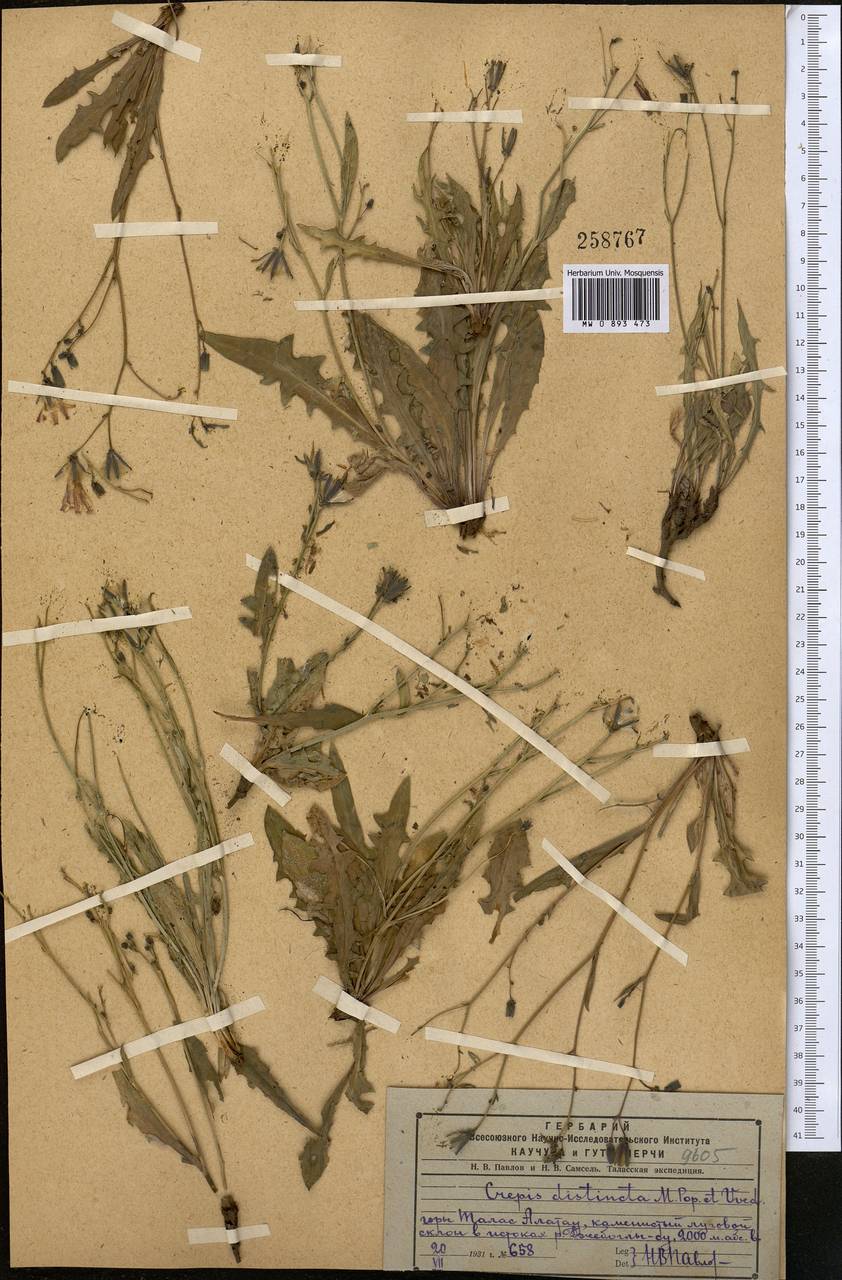 Юнгия зеравшанская (B. Fedtsch.) Babc. & Stebbins, Средняя Азия и Казахстан, Западный Тянь-Шань и Каратау (M3) (Казахстан)