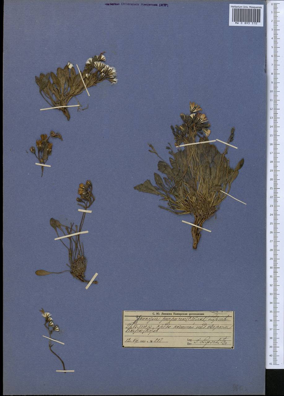 Askellia lactea (Lipsch.) W. A. Weber, Средняя Азия и Казахстан, Памир и Памиро-Алай (M2) (Таджикистан)