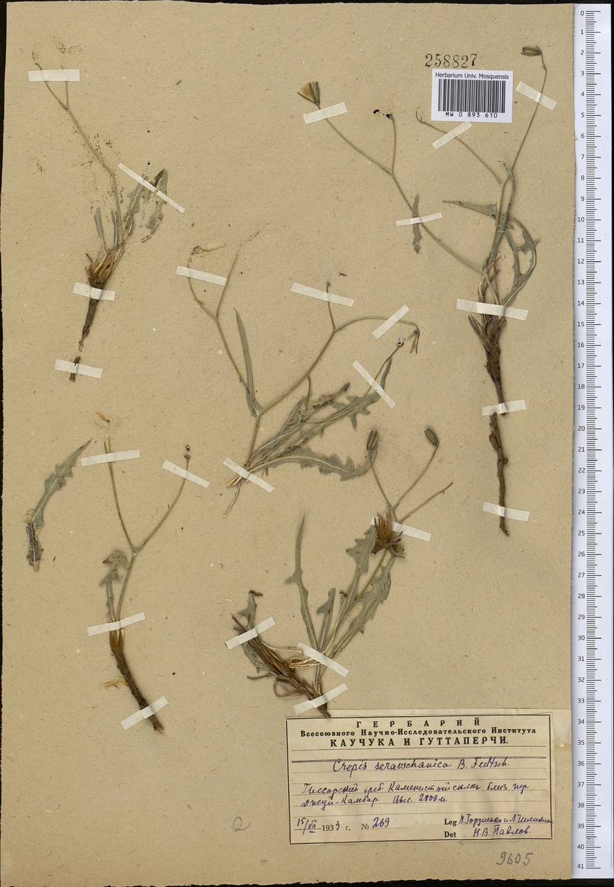 Юнгия зеравшанская (B. Fedtsch.) Babc. & Stebbins, Средняя Азия и Казахстан, Памир и Памиро-Алай (M2) (Таджикистан)