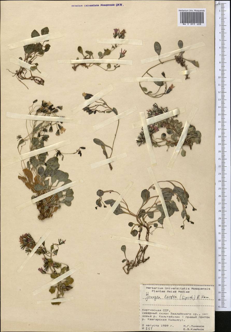 Askellia lactea (Lipsch.) W. A. Weber, Средняя Азия и Казахстан, Памир и Памиро-Алай (M2) (Киргизия)