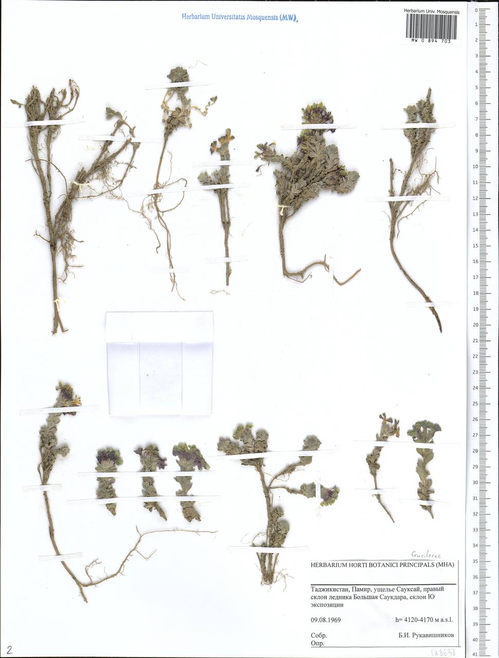 Brassicaceae, Средняя Азия и Казахстан, Памир и Памиро-Алай (M2) (Таджикистан)