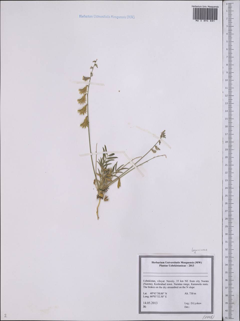 Fabaceae, Средняя Азия и Казахстан, Памир и Памиро-Алай (M2) (Узбекистан)