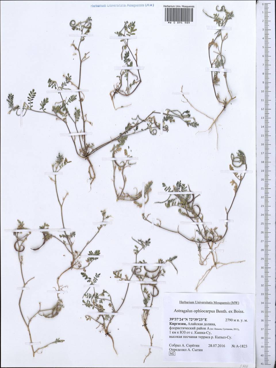 Астрагал змееплодный Benth. ex Bunge, Средняя Азия и Казахстан, Памир и Памиро-Алай (M2) (Киргизия)