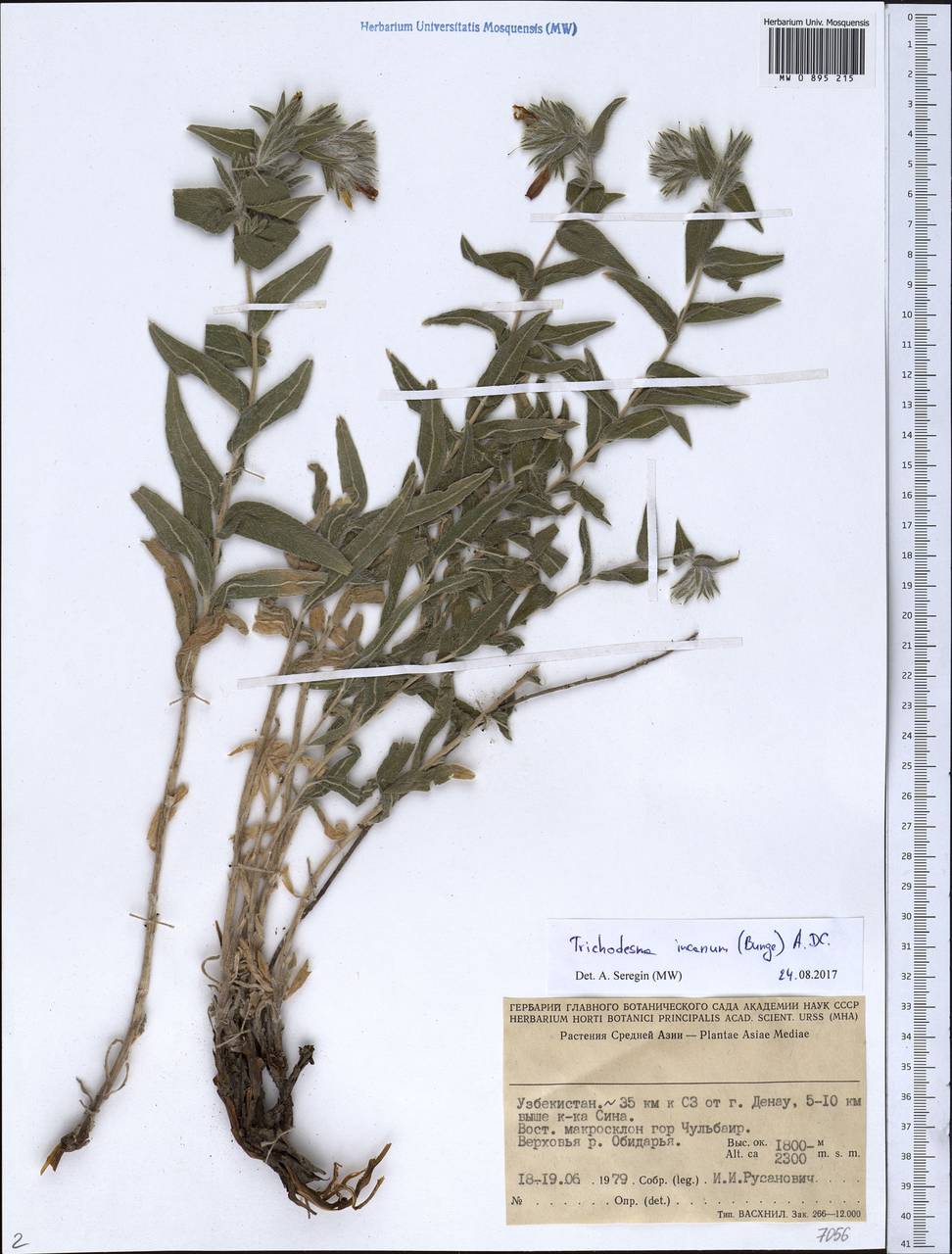 Boraginaceae, Средняя Азия и Казахстан, Памир и Памиро-Алай (M2) (Узбекистан)