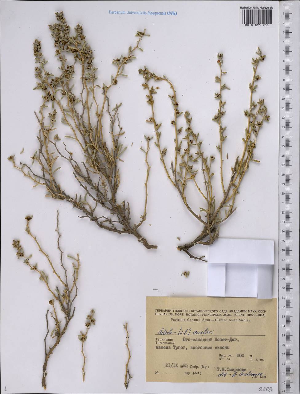 Kaviria aucheri (Moq.) Akhani, Средняя Азия и Казахстан, Копетдаг, Бадхыз, Малый и Большой Балхан (M1) (Туркмения)