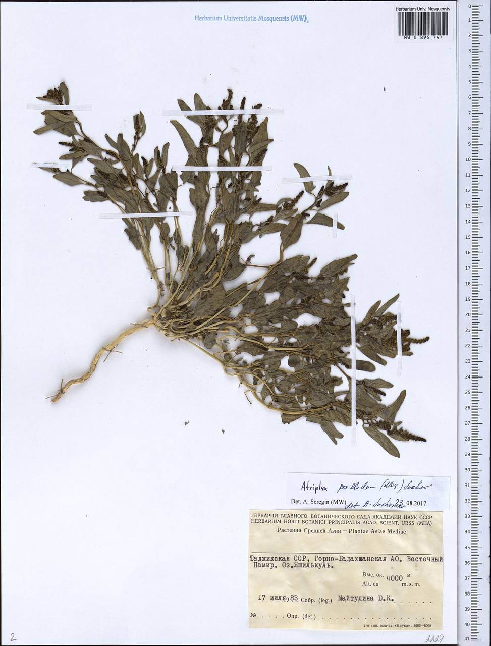 Chenopodium pallidum Moq., Средняя Азия и Казахстан, Памир и Памиро-Алай (M2) (Таджикистан)