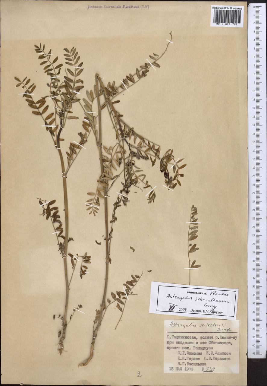 Астрагал Шмальгаузена Bunge, Средняя Азия и Казахстан, Памир и Памиро-Алай (M2) (Таджикистан)