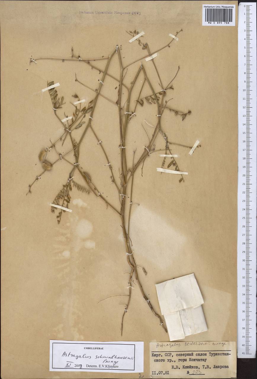 Астрагал Шмальгаузена Bunge, Средняя Азия и Казахстан, Памир и Памиро-Алай (M2) (Киргизия)