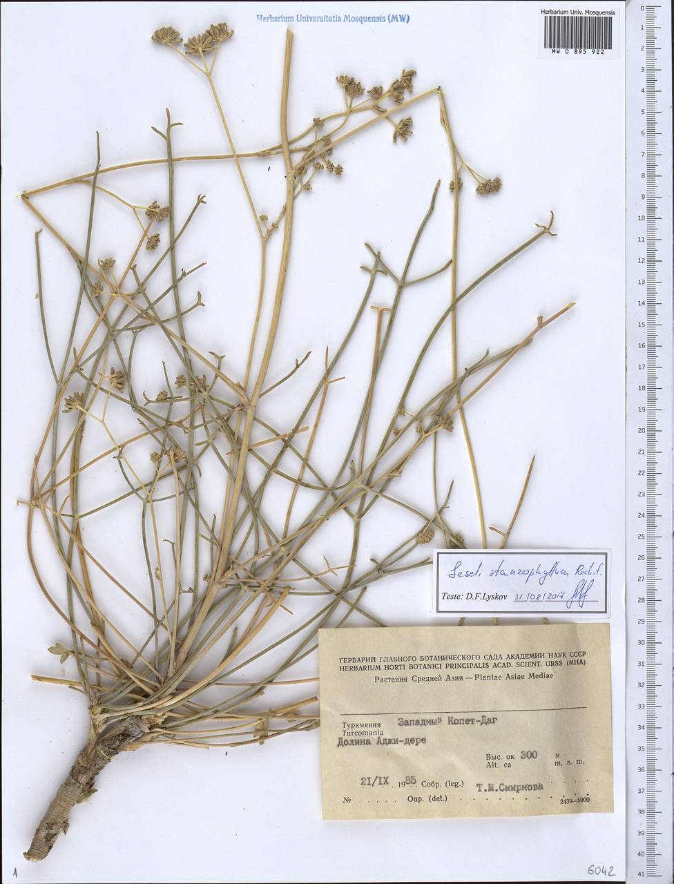 Eriocycla staurophylla (Rech. fil.) Rech. fil., Средняя Азия и Казахстан, Копетдаг, Бадхыз, Малый и Большой Балхан (M1) (Туркмения)