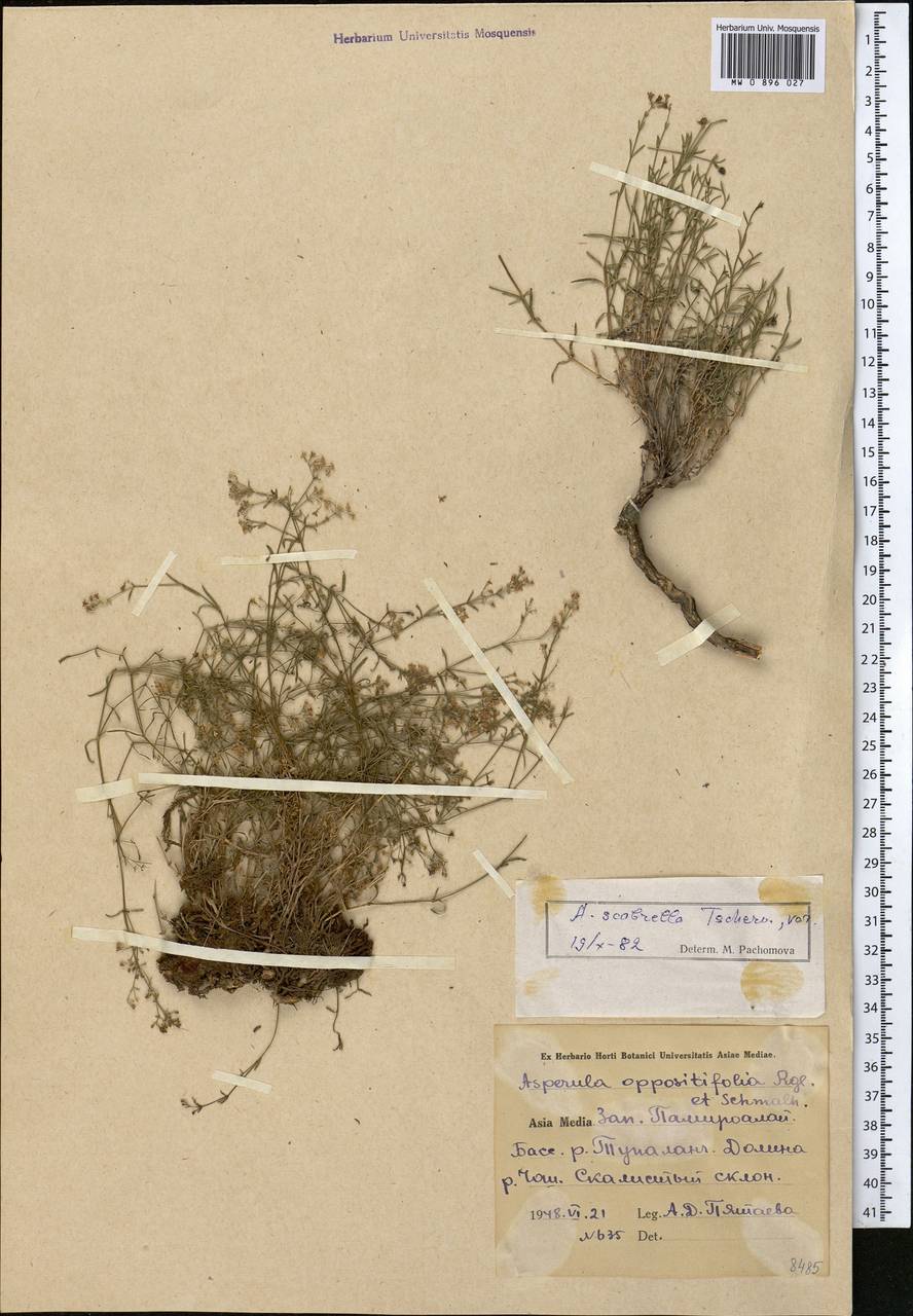 Asperula scabrella Tschern., Средняя Азия и Казахстан, Памир и Памиро-Алай (M2) (Узбекистан)