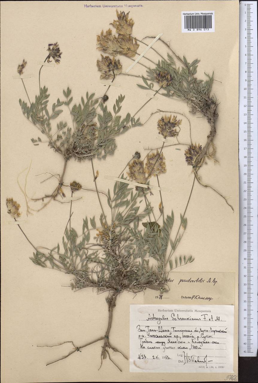 Астрагал ложноблагородный Popov, Средняя Азия и Казахстан, Западный Тянь-Шань и Каратау (M3) (Узбекистан)