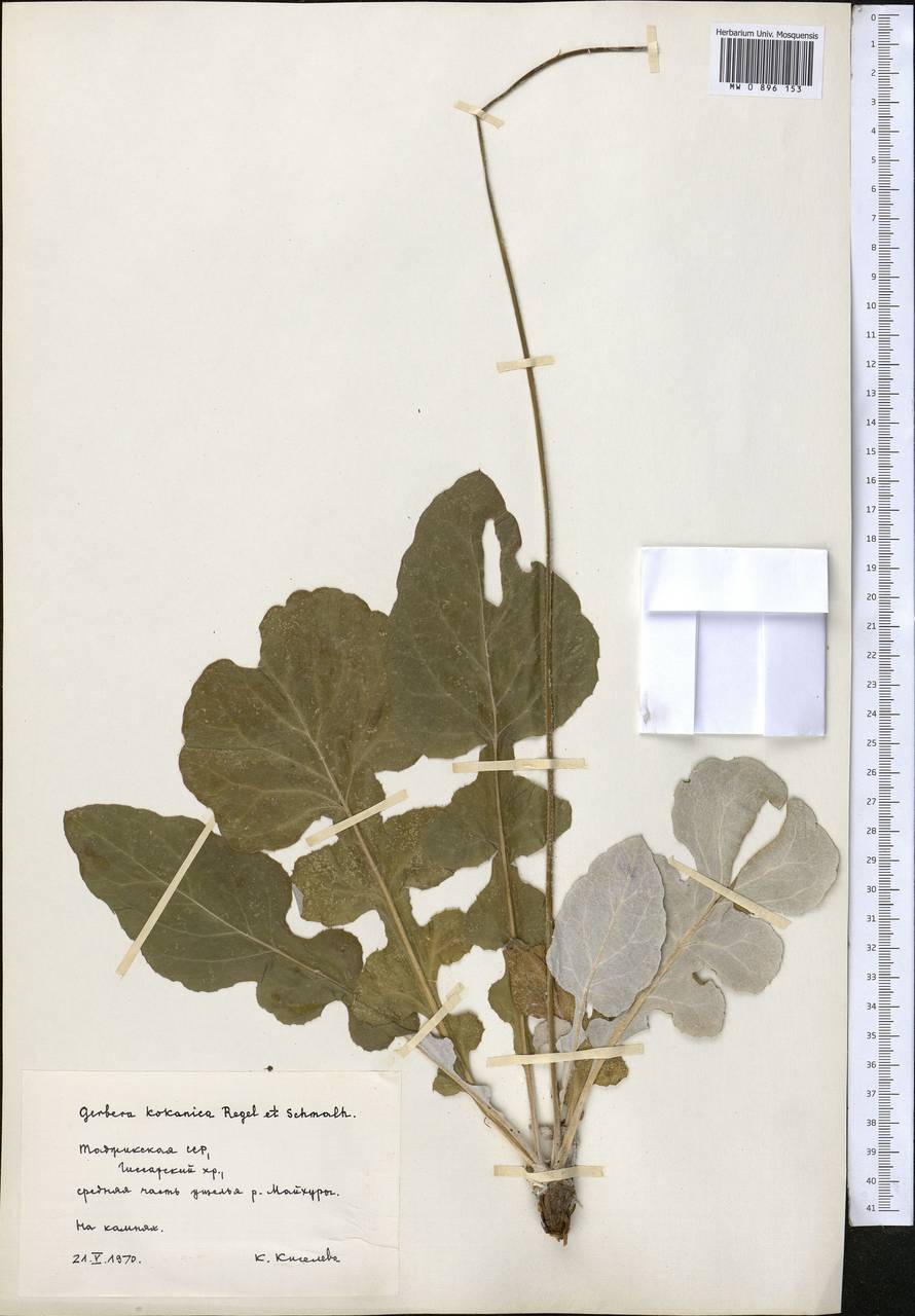 Юхтриция коканская (Regel & Schmalh.) Pobed., Средняя Азия и Казахстан, Памир и Памиро-Алай (M2) (Туркмения)