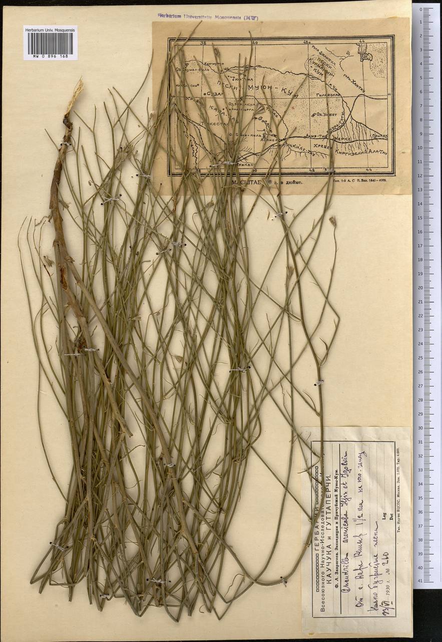 Хондрилла Боссэ Iljin, Средняя Азия и Казахстан, Муюнкумы, Прибалхашье и Бетпак-Дала (M9) (Казахстан)