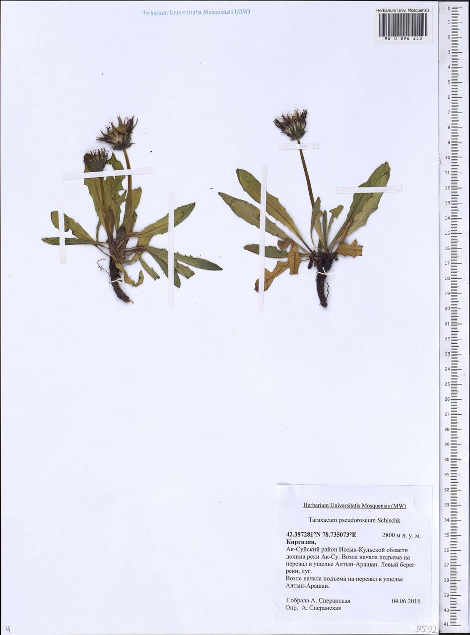Taraxacum pseudoroseum Schischk., Средняя Азия и Казахстан, Северный и Центральный Тянь-Шань (M4) (Киргизия)