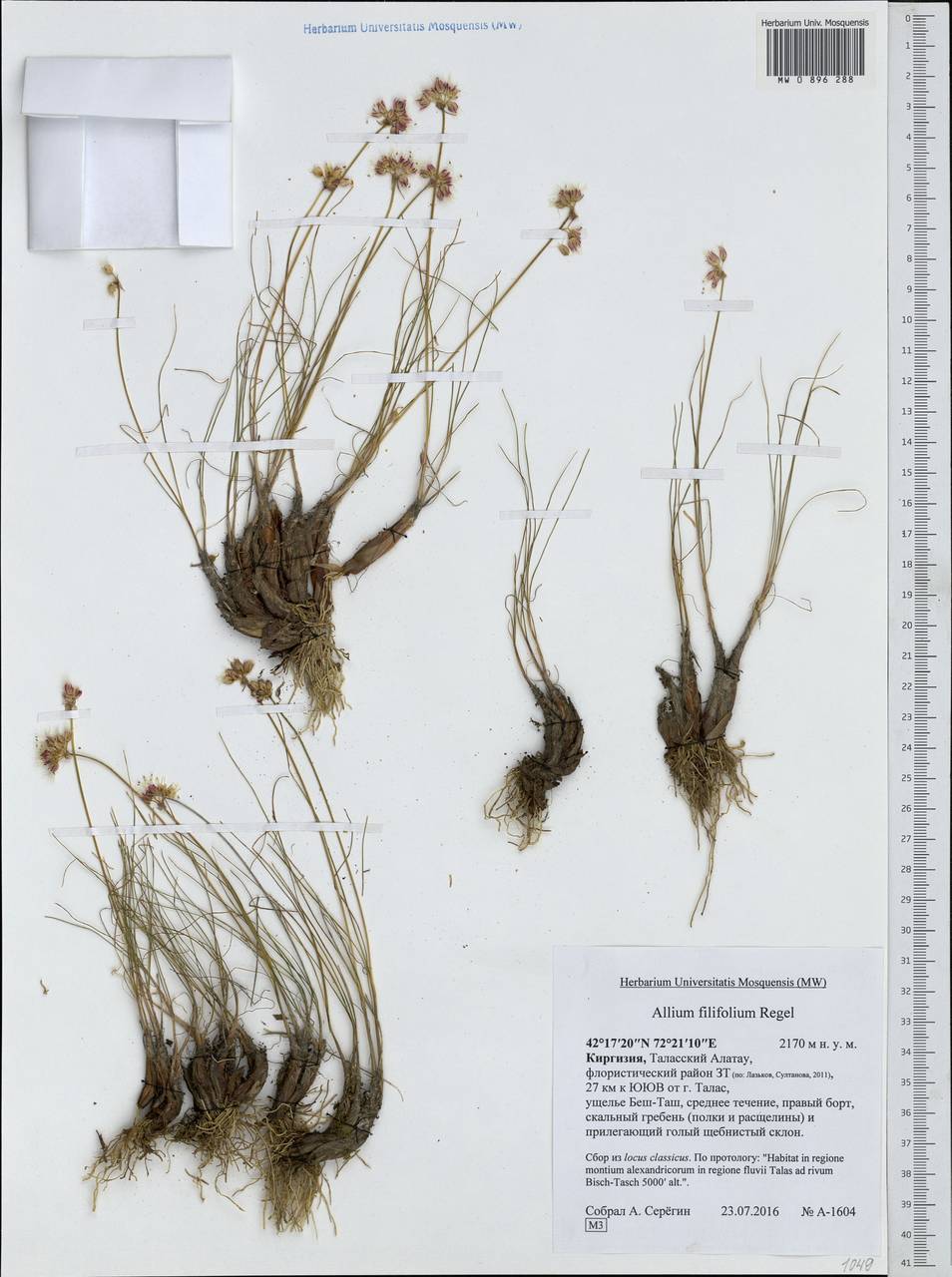 Лук кокандский Regel, Средняя Азия и Казахстан, Западный Тянь-Шань и Каратау (M3) (Киргизия)