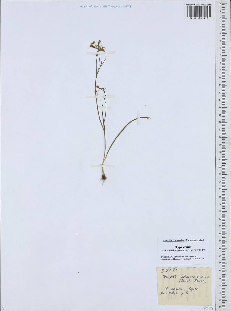 Гусиный лук Хомутовой (Pascher) Pascher, Средняя Азия и Казахстан, Каракумы (M6) (Туркмения)