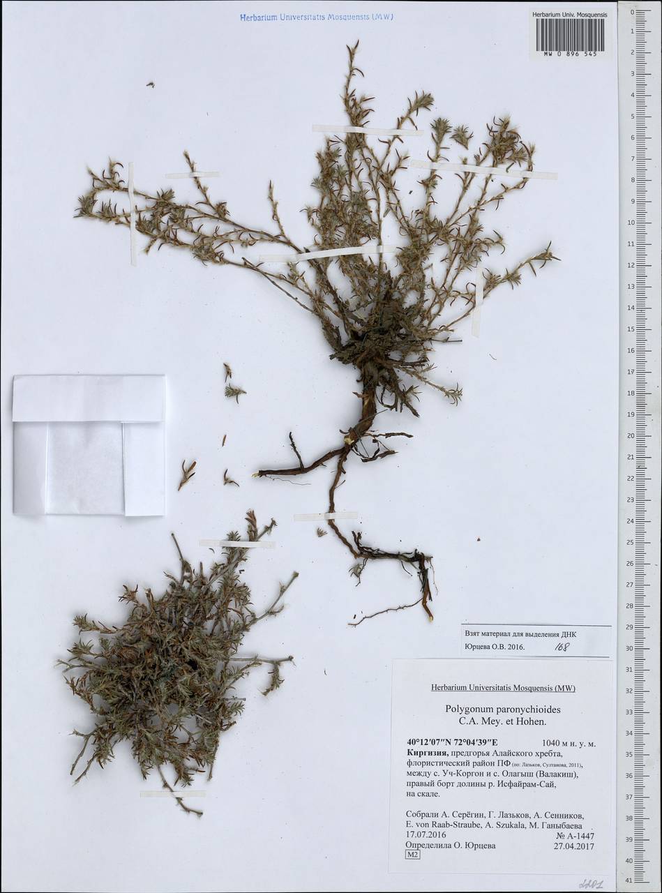 Спорыш приноготовниковидный C. A. Mey., Средняя Азия и Казахстан, Памир и Памиро-Алай (M2) (Киргизия)