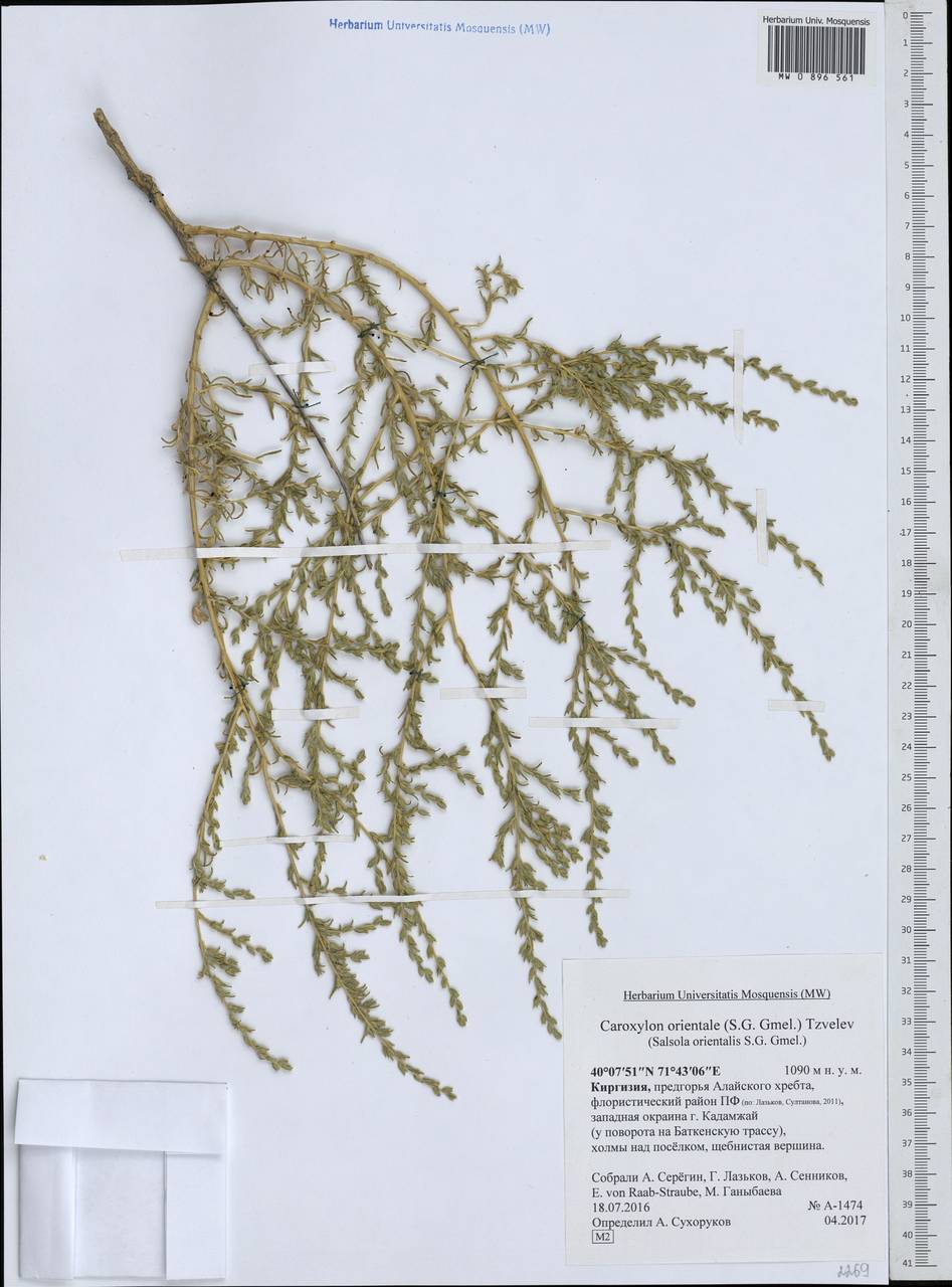 Nitrosalsola orientalis (S. G. Gmel.) Theodorova, Средняя Азия и Казахстан, Памир и Памиро-Алай (M2) (Киргизия)