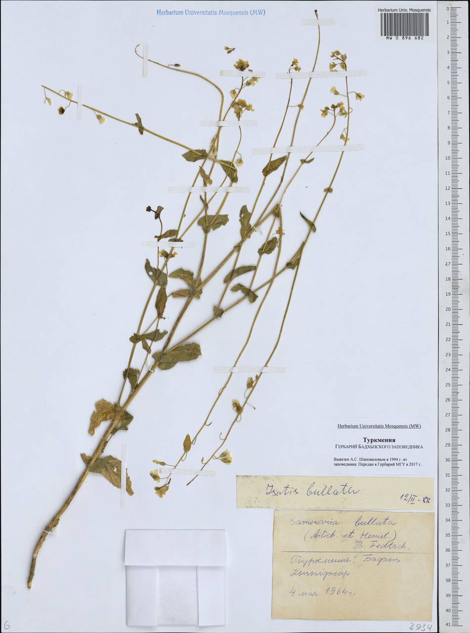 Isatis bullata Aitch. & Hemsl., Средняя Азия и Казахстан, Каракумы (M6) (Туркмения)