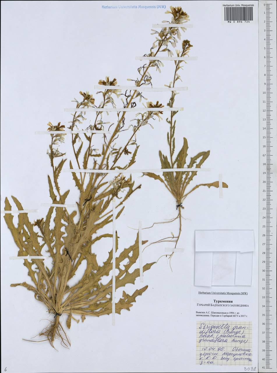 Стригозелла крупноцветковая (Bunge) Botsch., Средняя Азия и Казахстан, Каракумы (M6) (Туркмения)