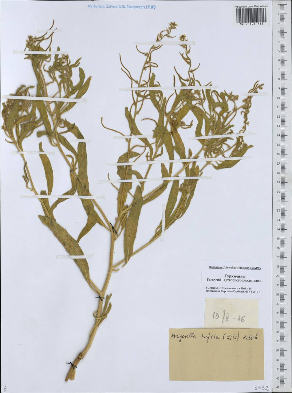 Strigosella hispida (Litv.) Botsch., Средняя Азия и Казахстан, Каракумы (M6) (Туркмения)