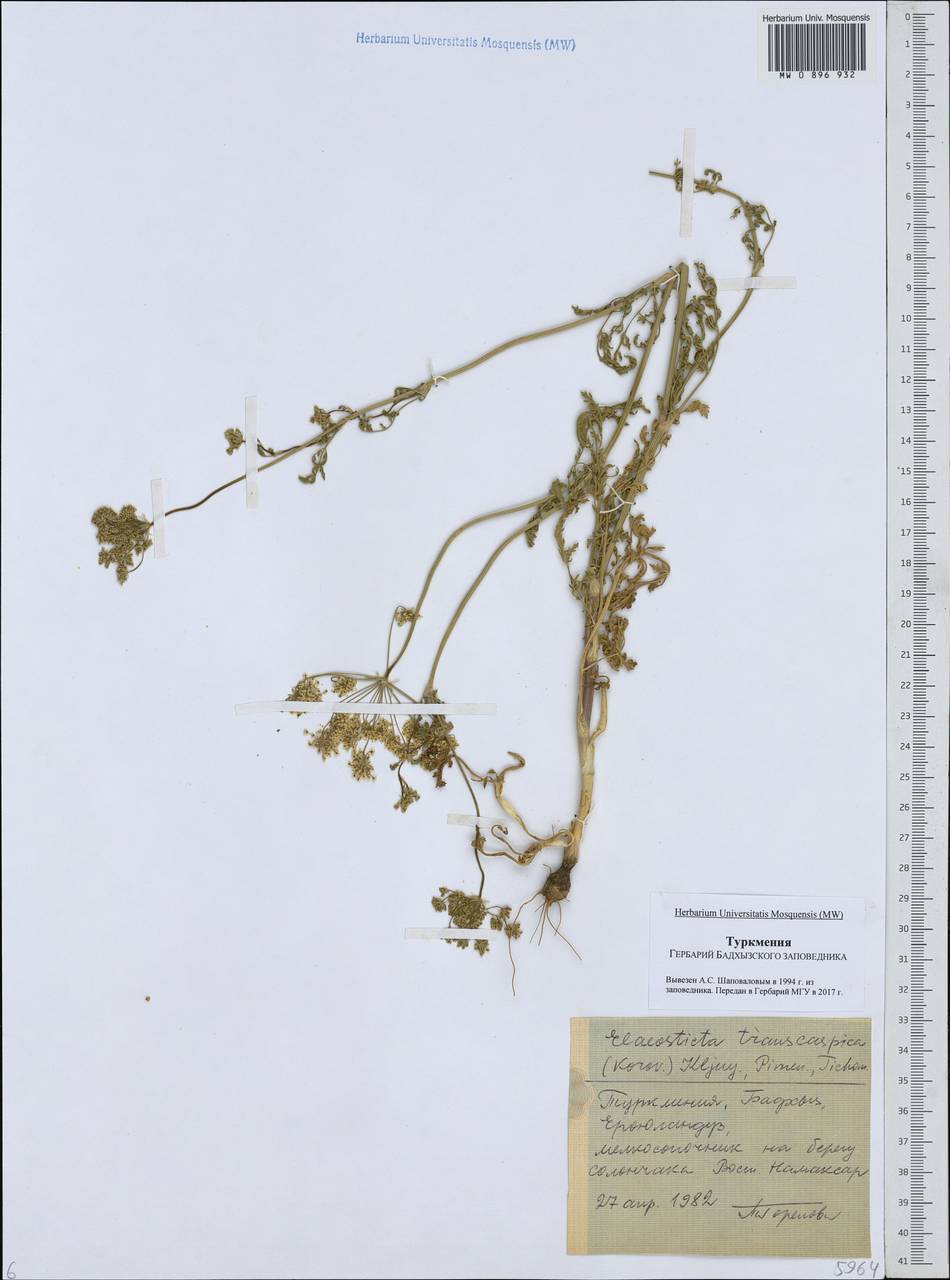 Скалигерия закаспийская Korovin, Средняя Азия и Казахстан, Каракумы (M6) (Туркмения)