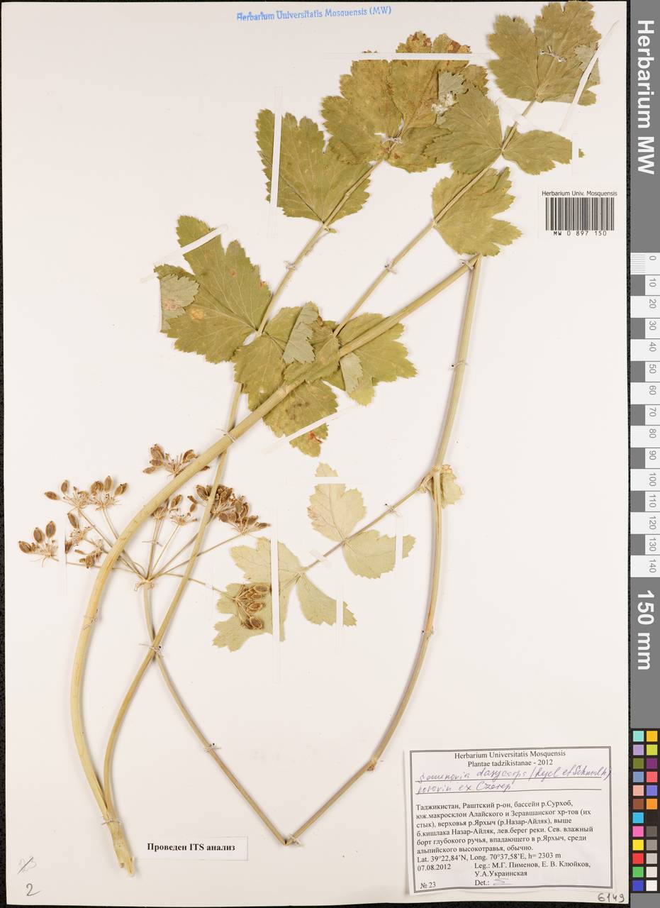 Семеновия опушенноплодная (Regel & Schmalh.) Korovin ex Pimenov & V. N. Tikhom., Средняя Азия и Казахстан, Памир и Памиро-Алай (M2) (Таджикистан)