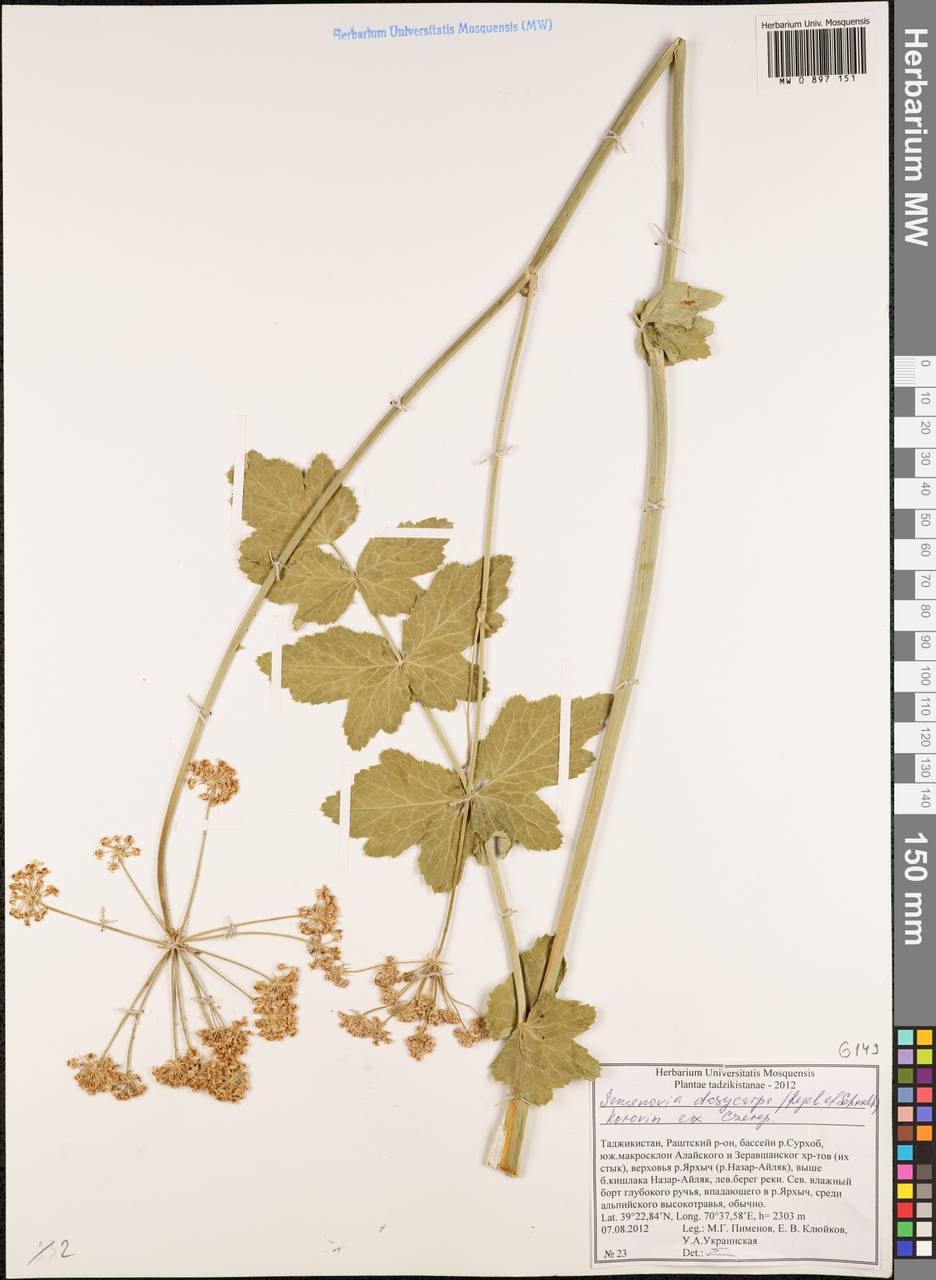 Семеновия опушенноплодная (Regel & Schmalh.) Korovin ex Pimenov & V. N. Tikhom., Средняя Азия и Казахстан, Памир и Памиро-Алай (M2) (Таджикистан)