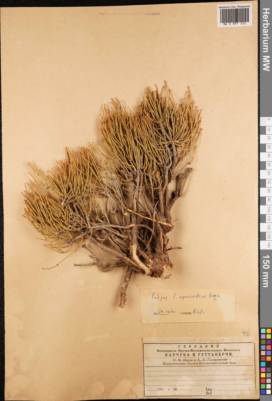 MW0897232, Ephedra equisetina (Хвойник хвощевидный), specimen