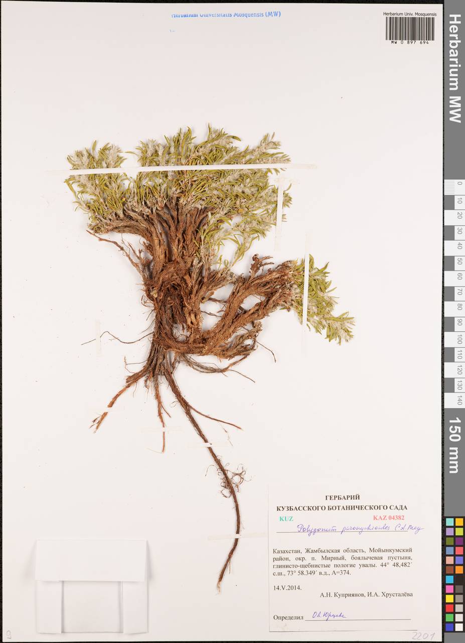 Спорыш приноготовниковидный C. A. Mey., Средняя Азия и Казахстан, Муюнкумы, Прибалхашье и Бетпак-Дала (M9) (Казахстан)