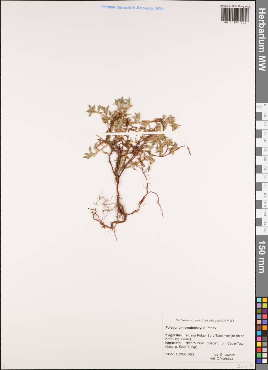 Polygonum vvedenskyi Sumnev., Средняя Азия и Казахстан, Западный Тянь-Шань и Каратау (M3) (Киргизия)