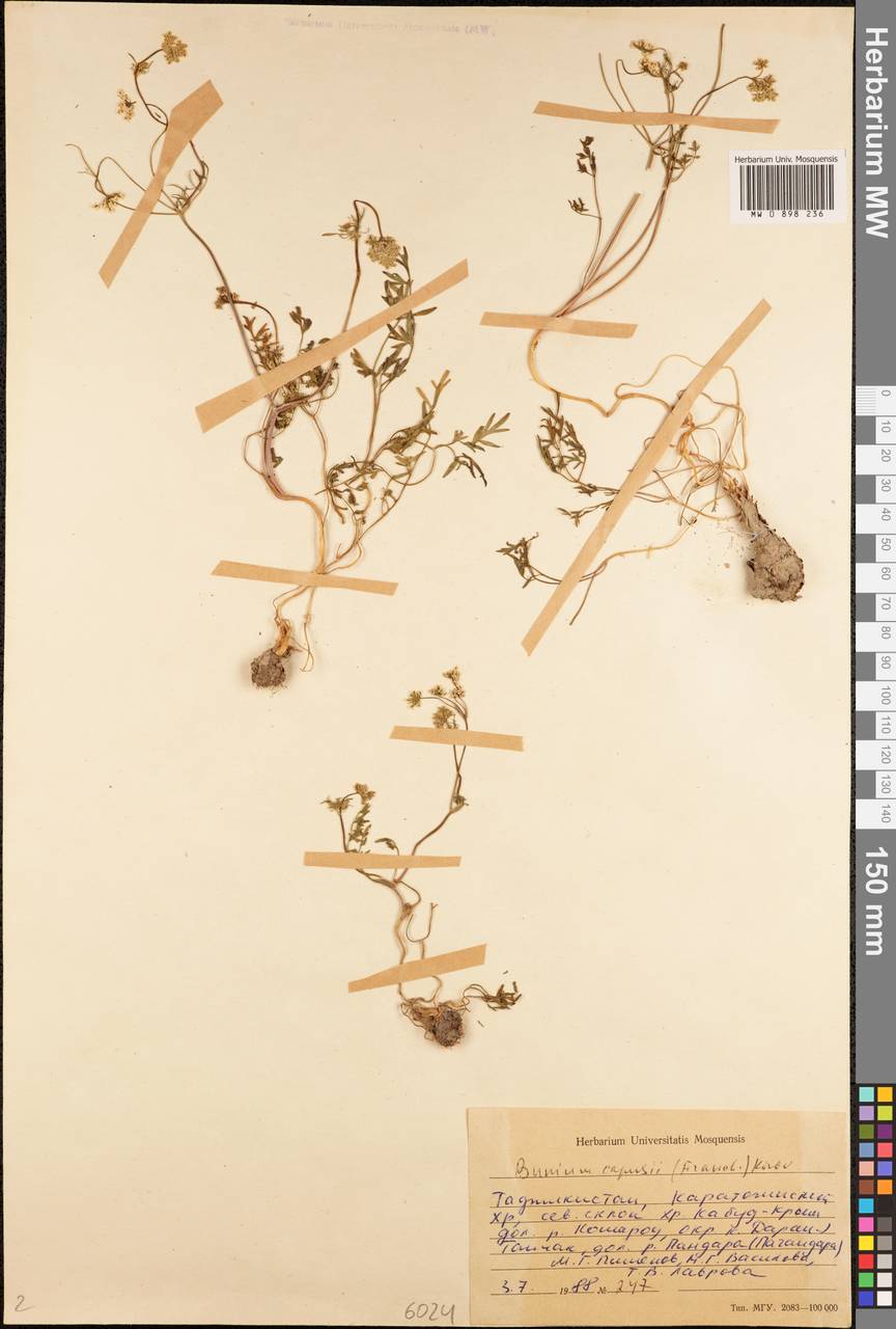 Elwendia capusii (Franch.) Pimenov & Kljuykov, Средняя Азия и Казахстан, Памир и Памиро-Алай (M2) (Таджикистан)