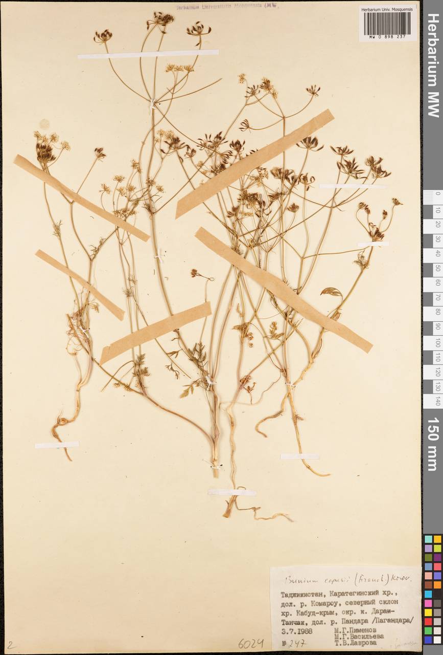 Elwendia capusii (Franch.) Pimenov & Kljuykov, Средняя Азия и Казахстан, Памир и Памиро-Алай (M2) (Таджикистан)