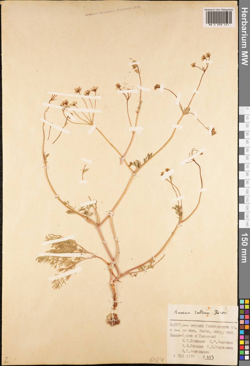 Elwendia salsa (Korovin) Pimenov & Kljuykov, Средняя Азия и Казахстан, Памир и Памиро-Алай (M2) (Узбекистан)