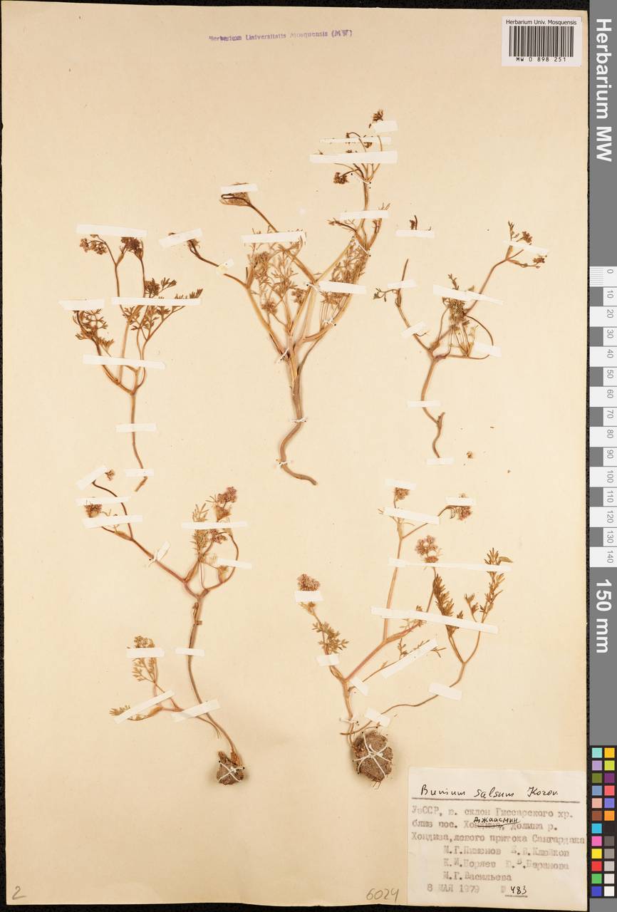 Elwendia salsa (Korovin) Pimenov & Kljuykov, Средняя Азия и Казахстан, Памир и Памиро-Алай (M2) (Узбекистан)