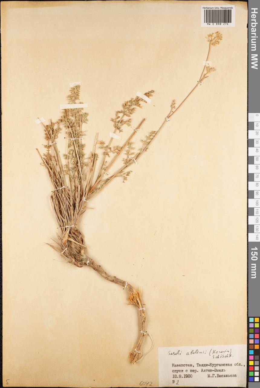 Жабрица Аболина (Korovin) Schischk., Средняя Азия и Казахстан, Джунгарский Алатау и Тарбагатай (M5) (Казахстан)