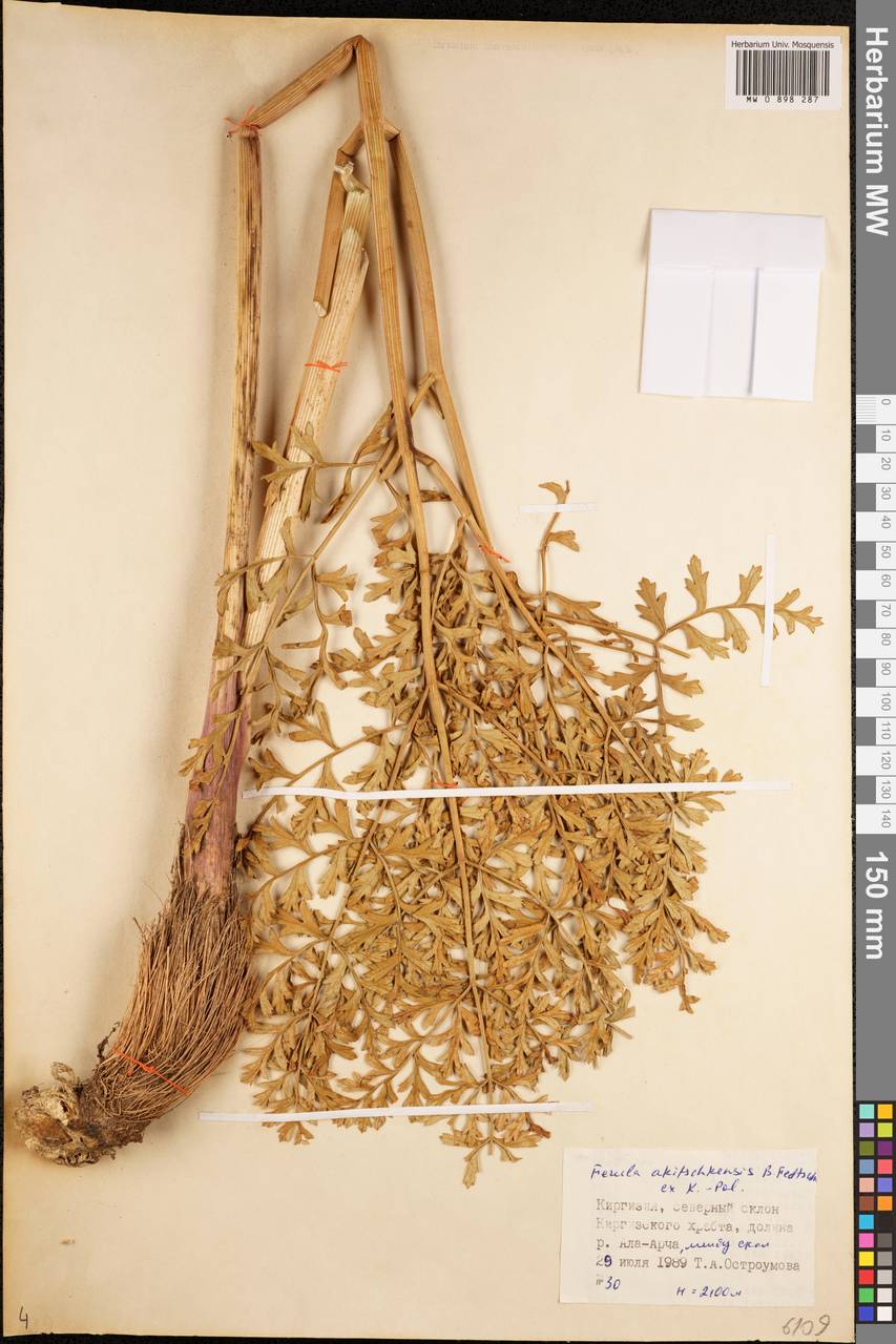 Ферула акичкенская B.Fedtsch. ex Koso-Pol., Средняя Азия и Казахстан, Северный и Центральный Тянь-Шань (M4) (Киргизия)