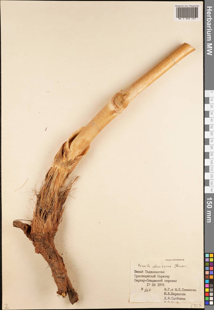 Ферула низбегающая Korovin, Средняя Азия и Казахстан, Памир и Памиро-Алай (M2) (Таджикистан)