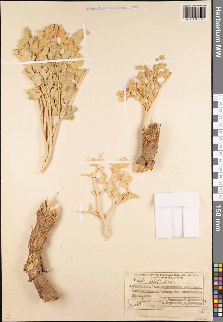 Ферула келифа Korovin, Средняя Азия и Казахстан, Памир и Памиро-Алай (M2) (Узбекистан)