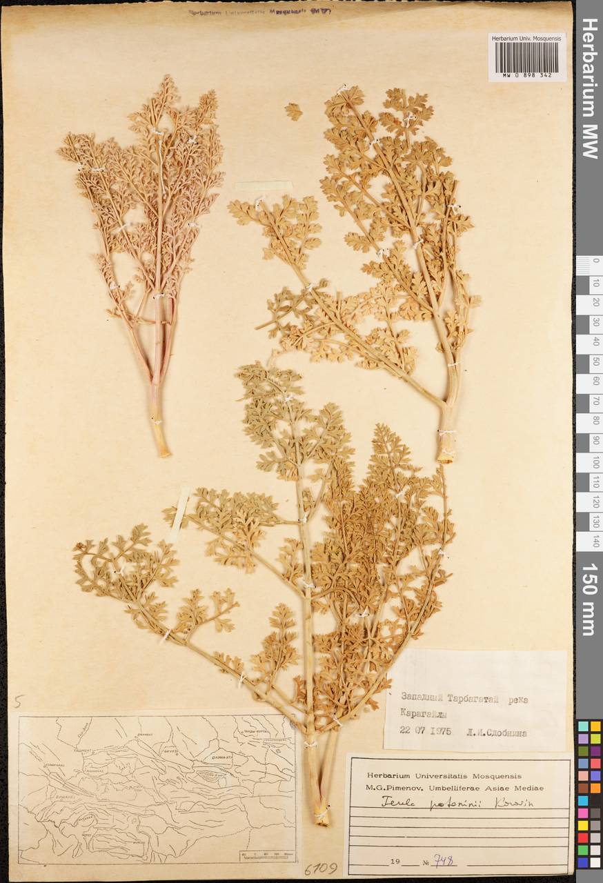 Ферула Потанина Korovin ex Pavlov, Средняя Азия и Казахстан, Джунгарский Алатау и Тарбагатай (M5) (Казахстан)