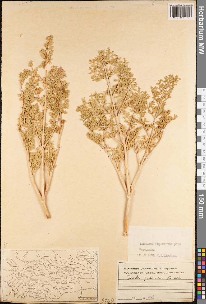 Ферула Потанина Korovin ex Pavlov, Средняя Азия и Казахстан, Джунгарский Алатау и Тарбагатай (M5) (Казахстан)