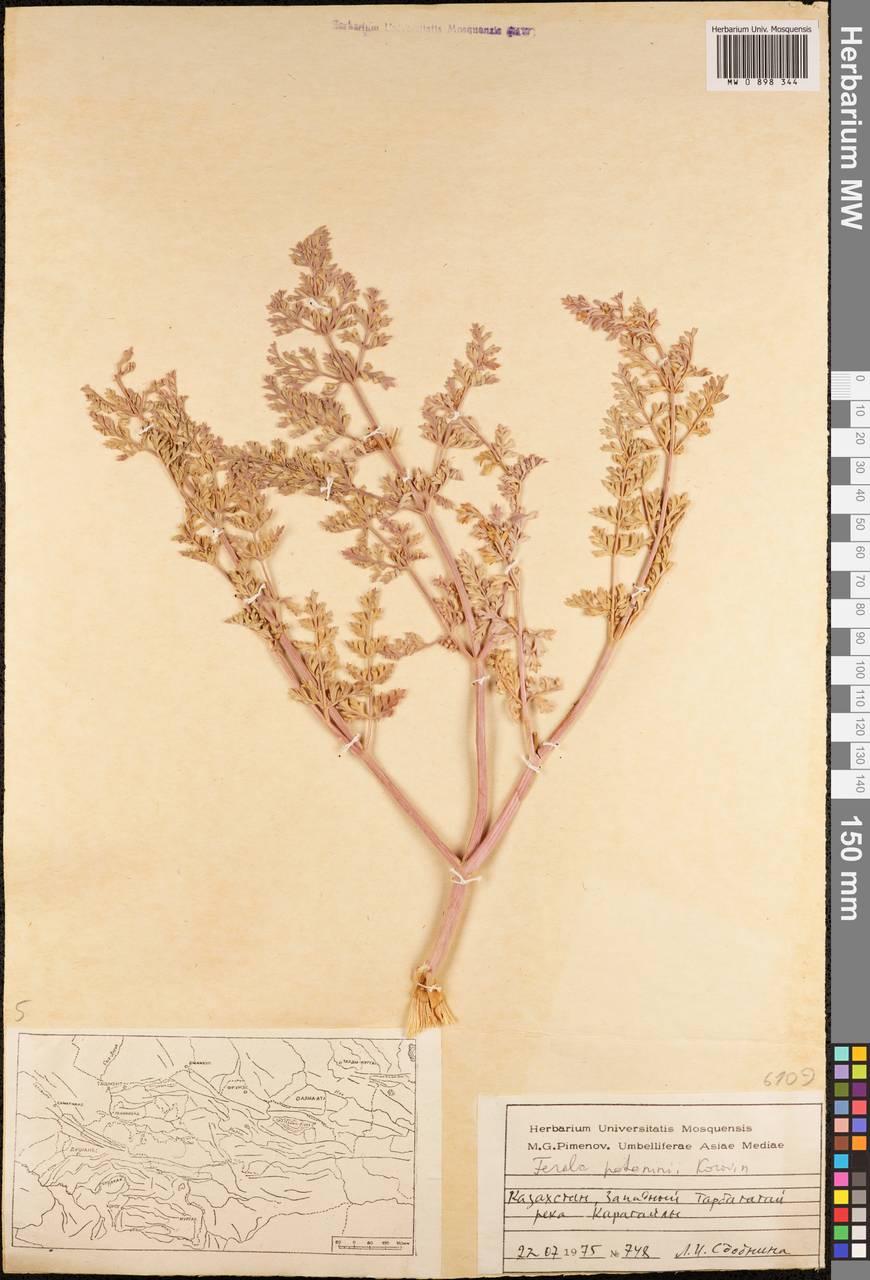 Ферула Потанина Korovin ex Pavlov, Средняя Азия и Казахстан, Джунгарский Алатау и Тарбагатай (M5) (Казахстан)