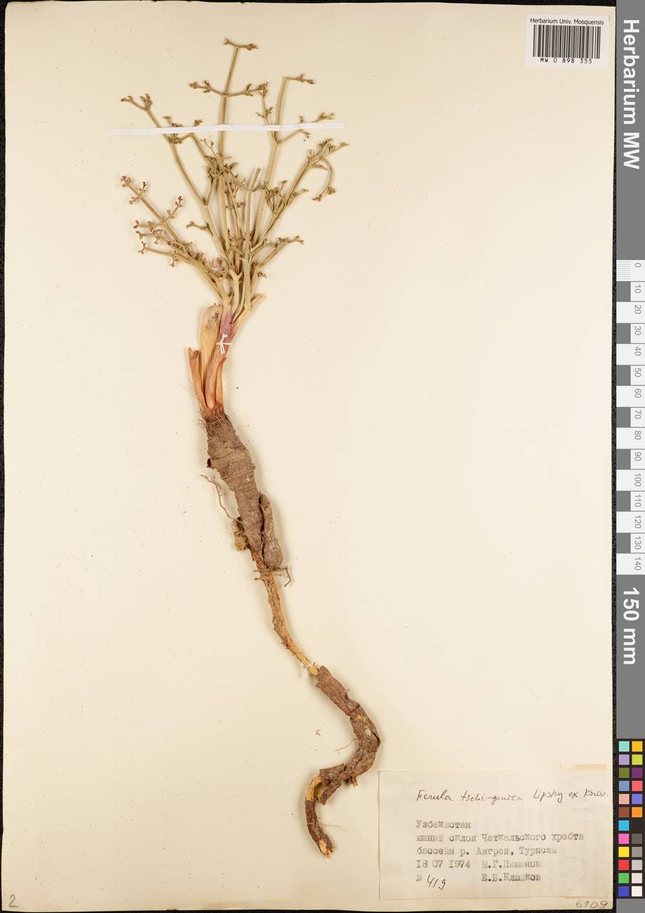 Ферула чимганская Lipsky ex Korovin, Средняя Азия и Казахстан, Памир и Памиро-Алай (M2) (Узбекистан)