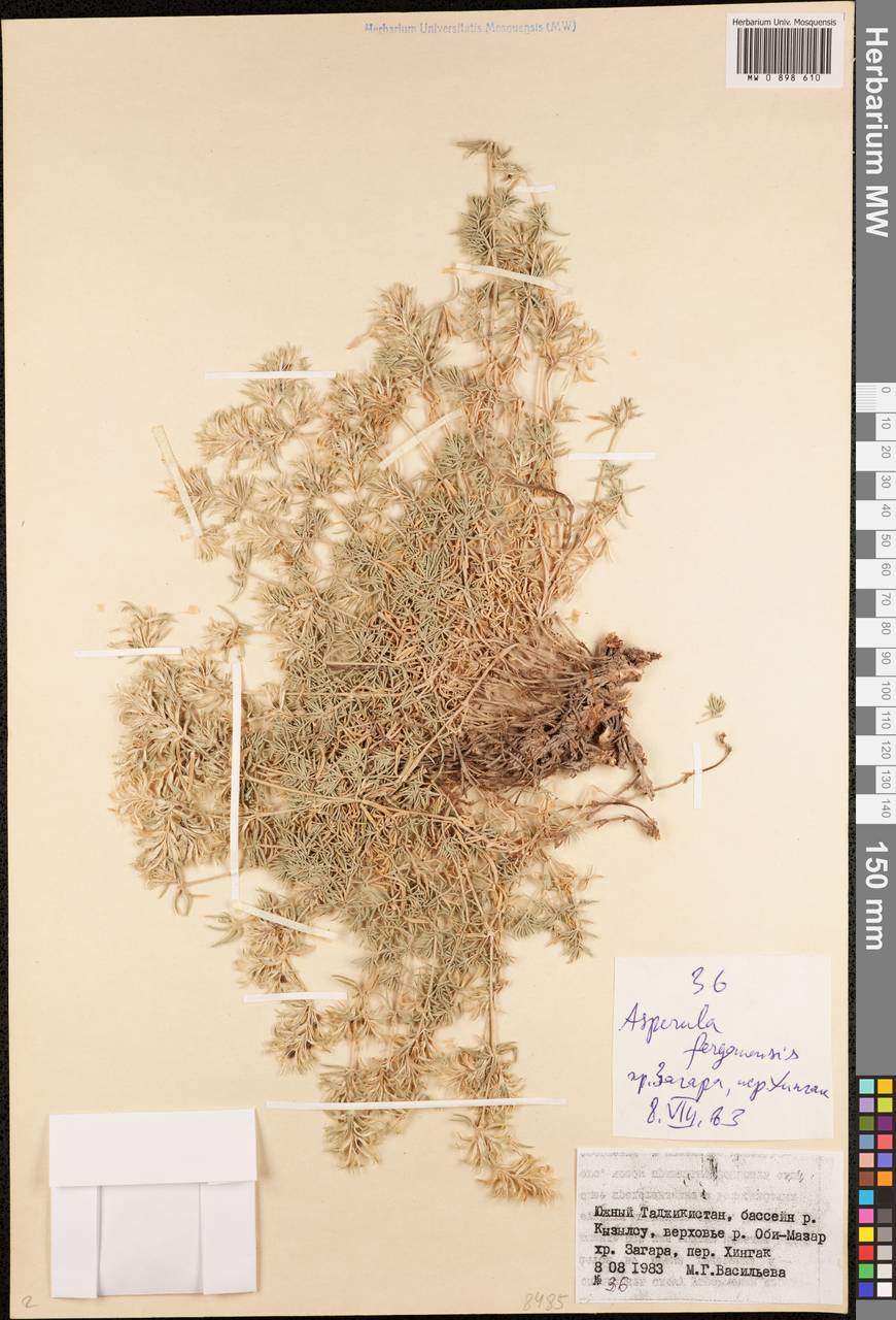 Ясменник памирский (Pobed.) Ehrend. & Schönb.-Tem., Средняя Азия и Казахстан, Памир и Памиро-Алай (M2) (Таджикистан)