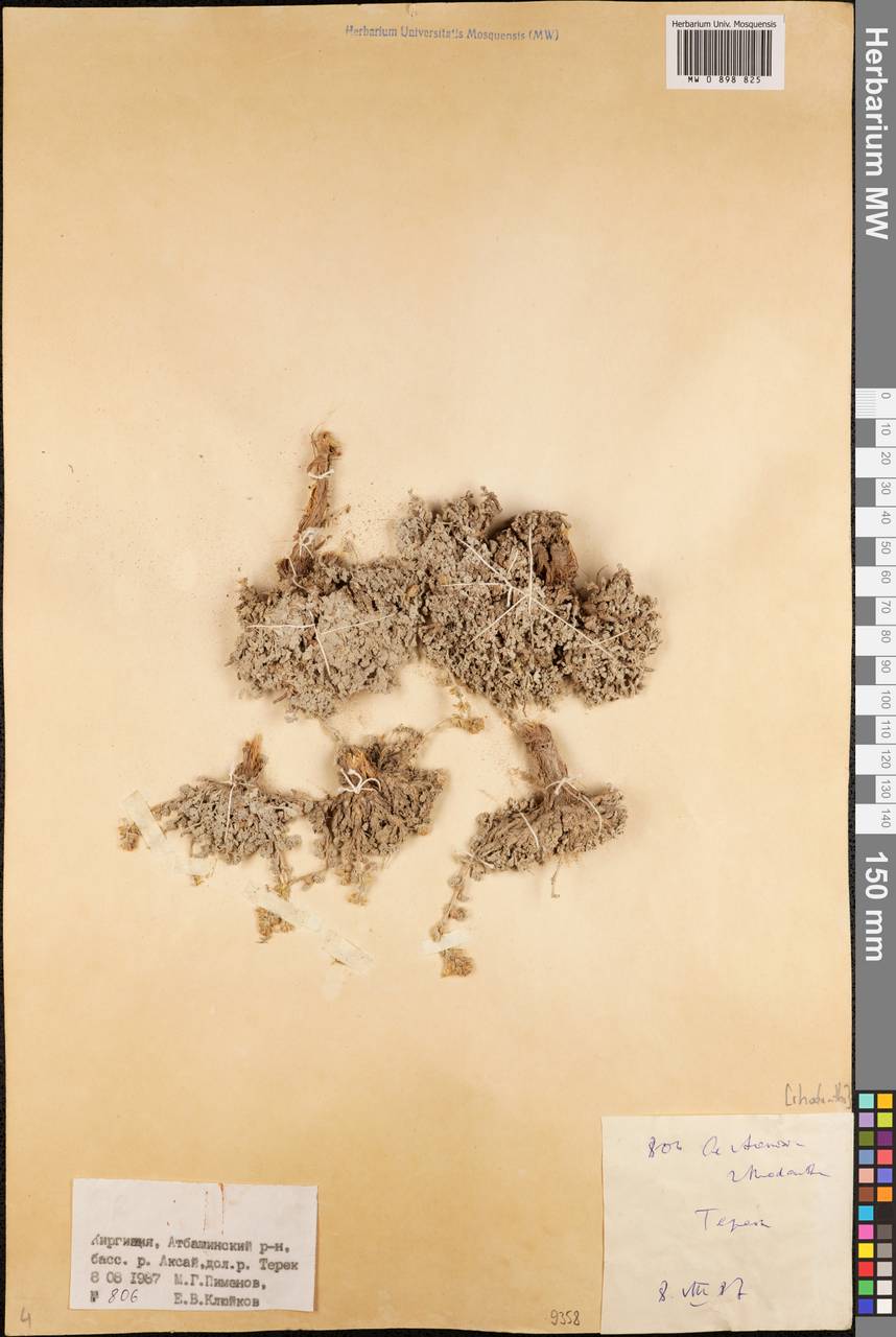 Полынь розовоцветковая Rupr., Средняя Азия и Казахстан, Северный и Центральный Тянь-Шань (M4) (Киргизия)