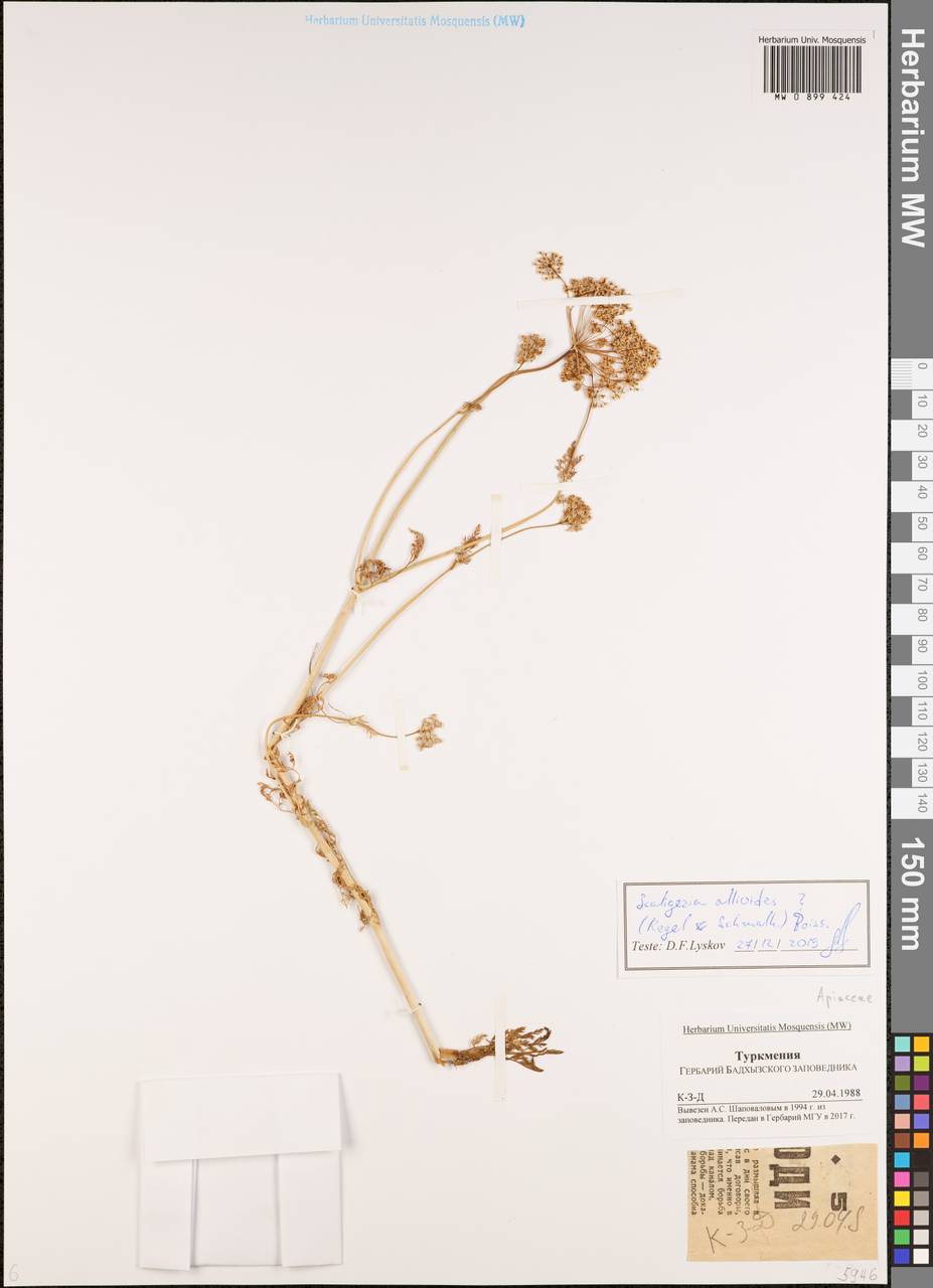 Скалигерия луковидная (Regel & Schmalh.) Boiss., Средняя Азия и Казахстан, Каракумы (M6) (Туркмения)