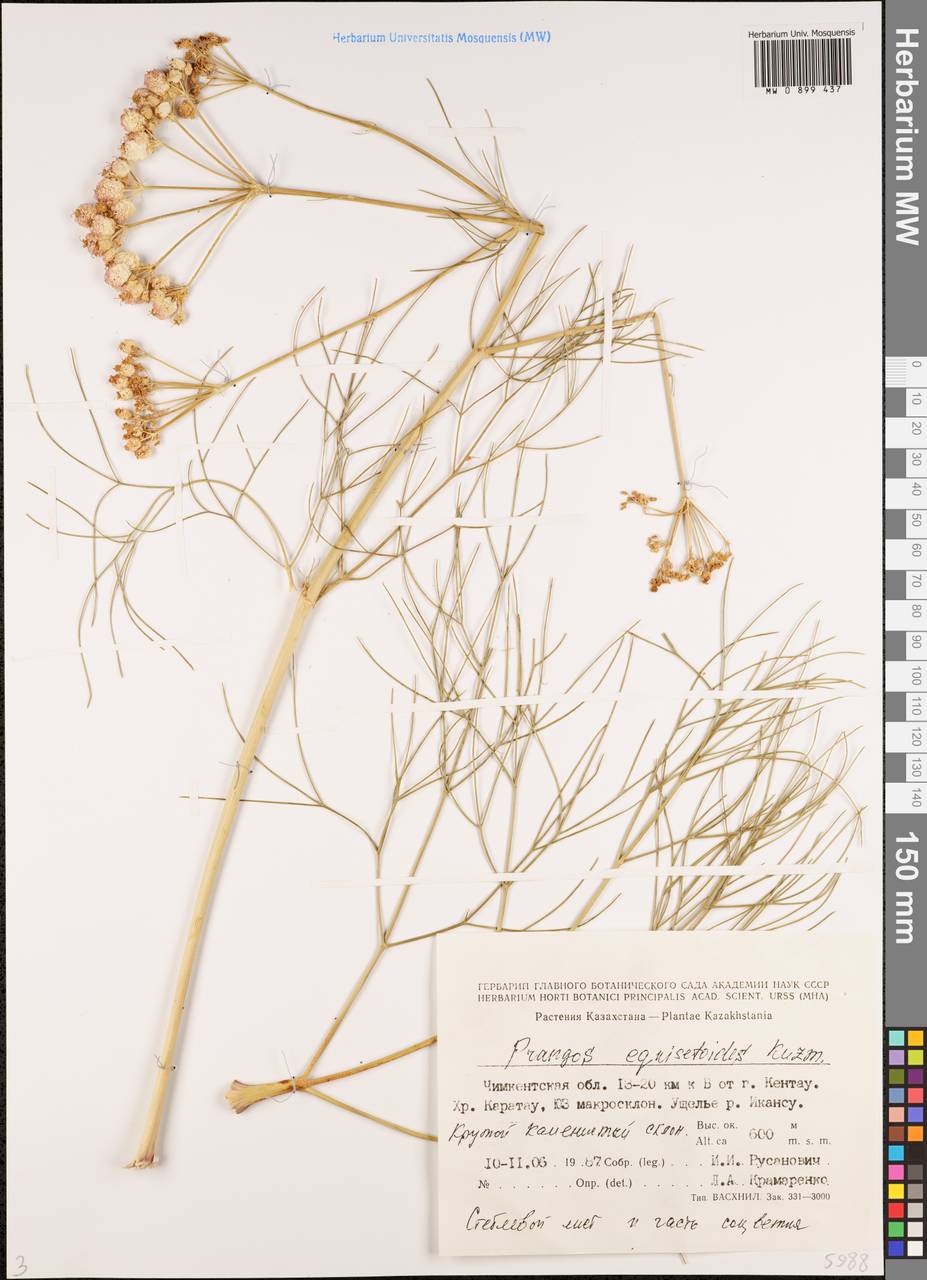 Прангос хвощевидный Kuzmina, Средняя Азия и Казахстан, Западный Тянь-Шань и Каратау (M3) (Казахстан)