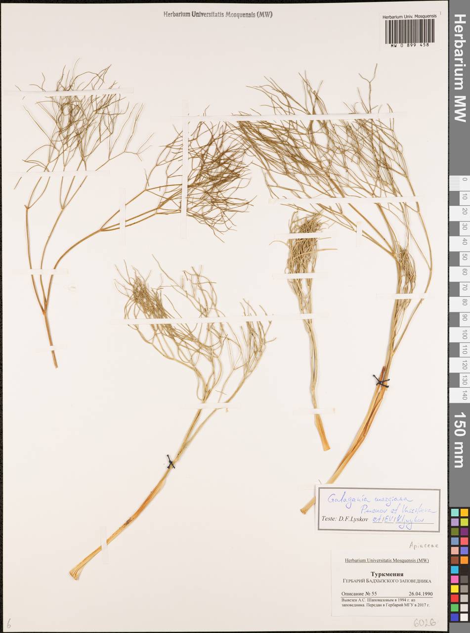 Галагания тонкорассеченная (Regel & Schmalh.) M.G.Vassiljeva & Pimenov, Средняя Азия и Казахстан, Каракумы (M6) (Туркмения)