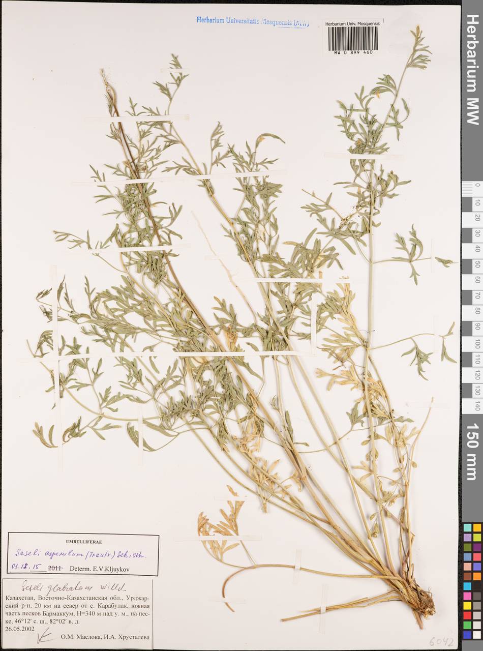 Жабрица мелкошероховатая (Trautv.) Schischk., Средняя Азия и Казахстан, Муюнкумы, Прибалхашье и Бетпак-Дала (M9) (Казахстан)
